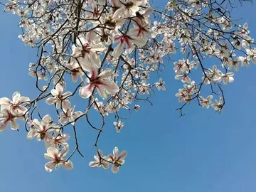 春天已过去夏天要到的句子文案