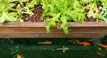 抖音大自然文案