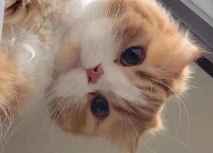 女生超级皮的句子文案