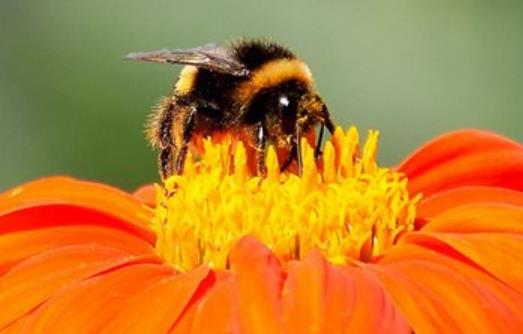 关于绽放的励志句子文案