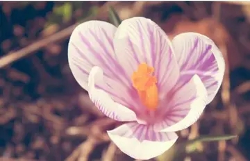 早安正能量心语配图