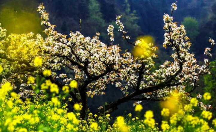 三月三的优美句子文案