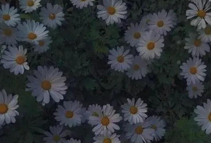 请写关于清明节的句子文案