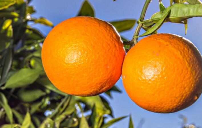 关于橙子的诗句文案