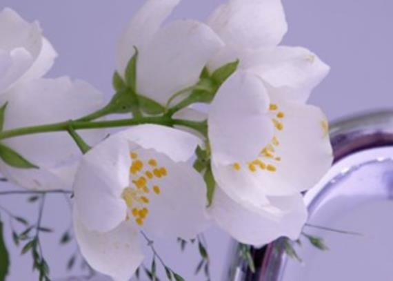 每天给情人一句问候语