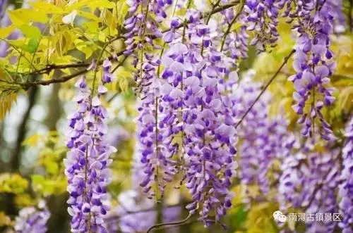 描写紫藤的最佳语句文案