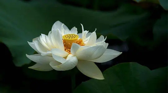 讽刺白莲花的句子文案