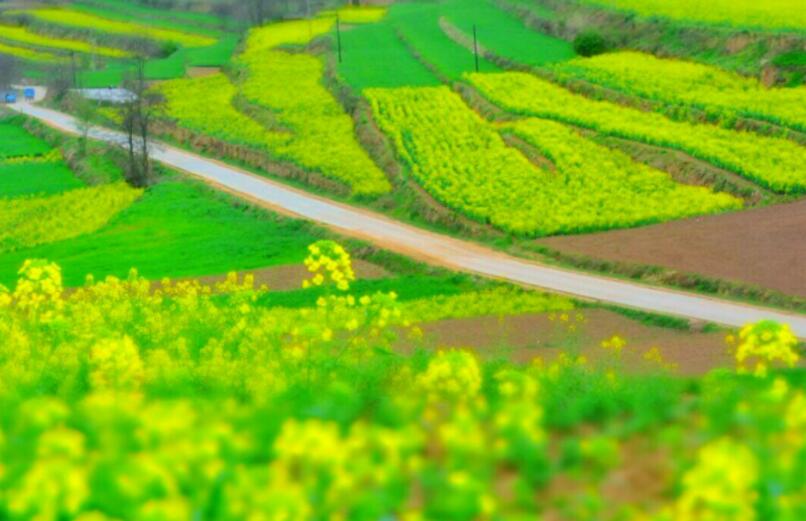 描写春天的好句子文案有哪些