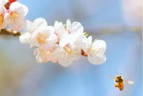 自己种的花开了发朋友圈句子文案