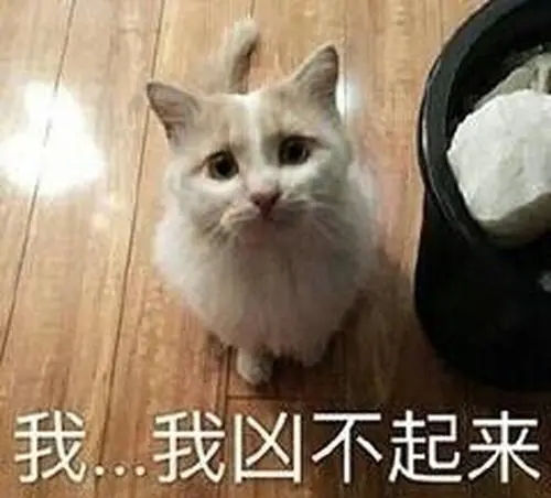 可爱奶凶的说说文案