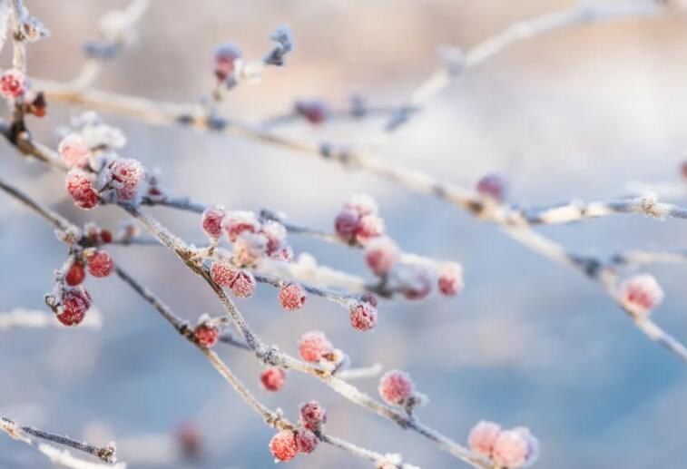 比喻霜降的句子文案