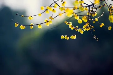 春天会友的诗句文案