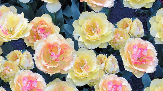 我想开头的句子文案有哪些