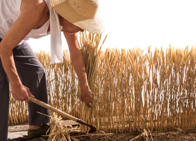 有关芒种节气的古诗词