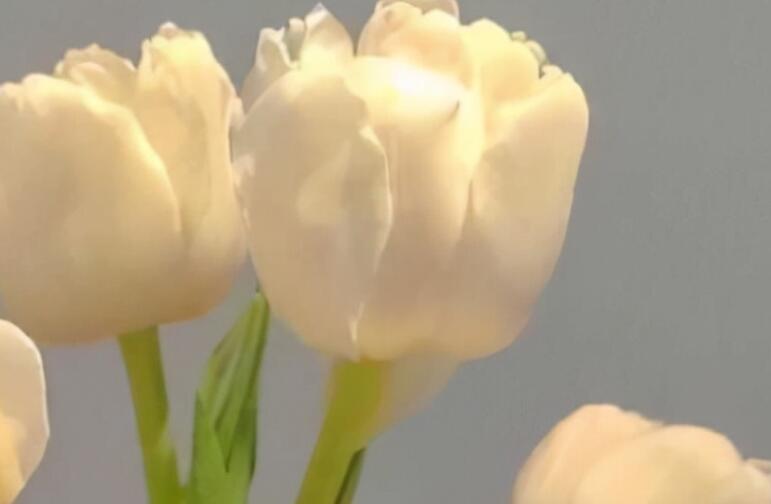 超级仙气小仙女的句子文案