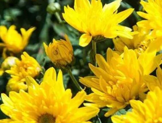 描写菊花的段落