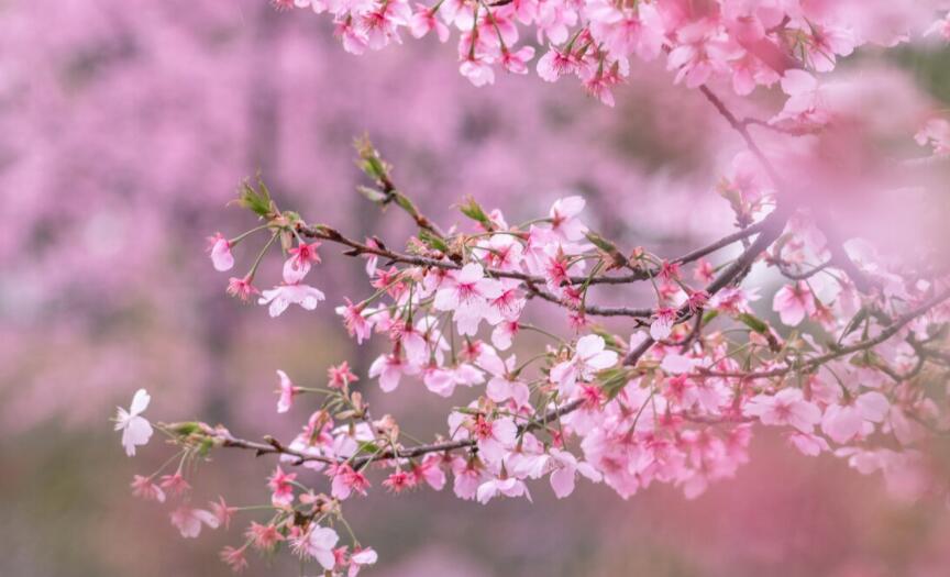 描写春天最美的句子文案有哪些