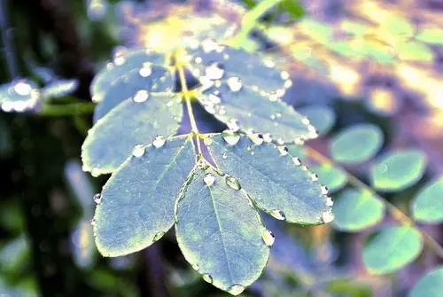 描写植物的优美短句