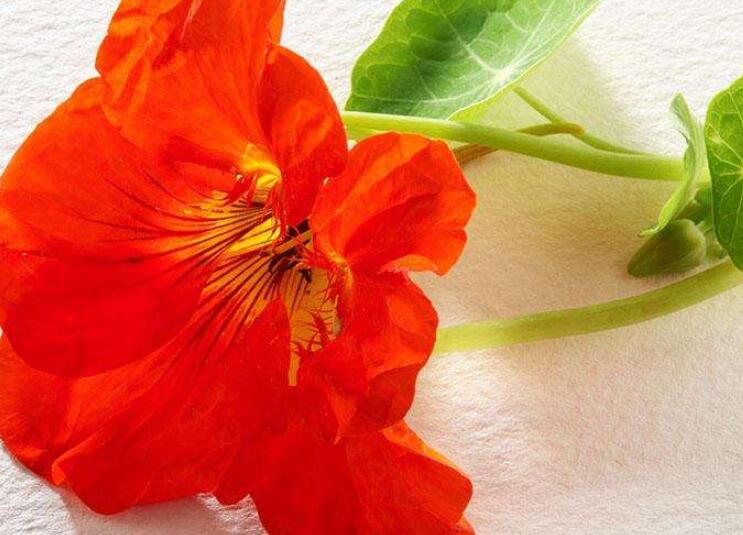 花开头的诗句文案