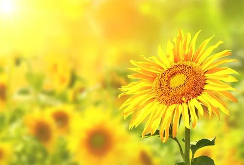 浪漫向日葵的爱情句子文案