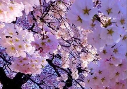 桃花与爱情唯美句子文案