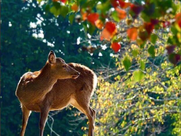 抖音评论夸奖语大全