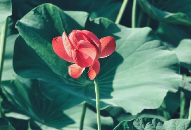 喝鸡汤的感动说说文案