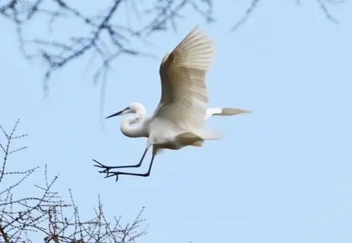 用一句话形容白鹭的美