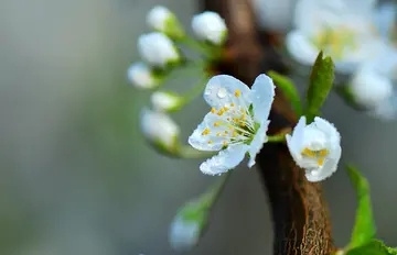 梨花带雨的十首古诗词