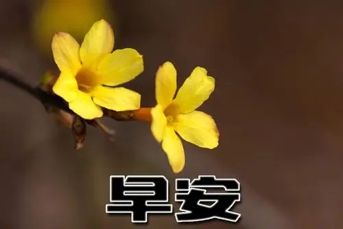 2021最新早安语录文案