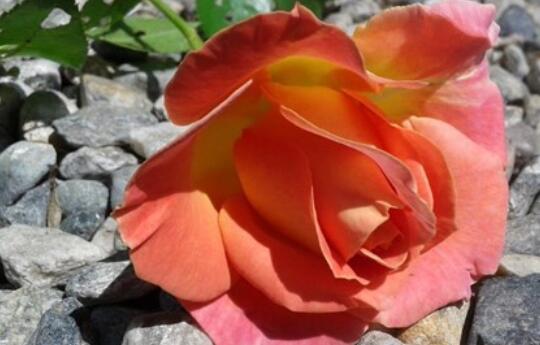 激励自己的名言警句