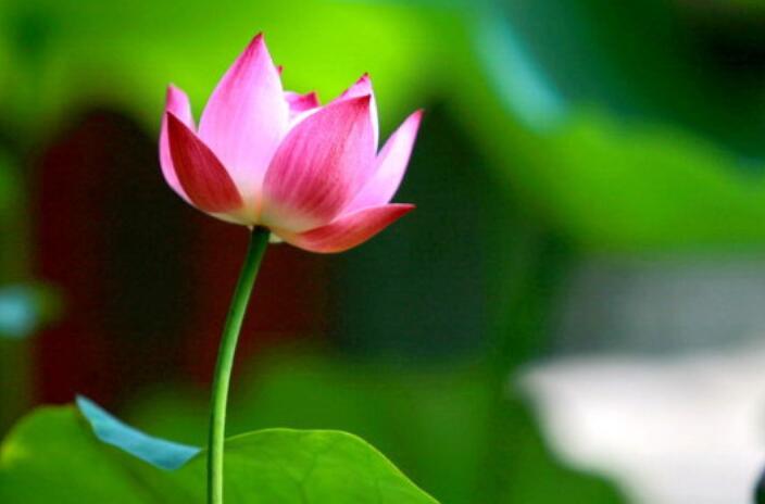 带有颜色的句子文案四年级