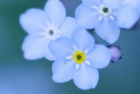 对爱情执着的心疼句子文案