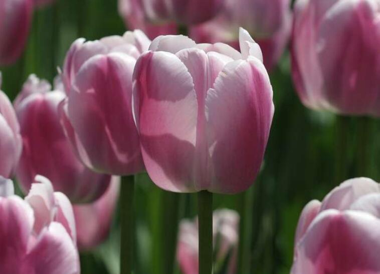 祝你生日快乐的祝福语