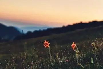 别人当你是傻子的句子文案