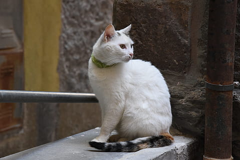 描写喜欢的诗句文案