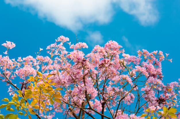 关于理想的优美句子文案