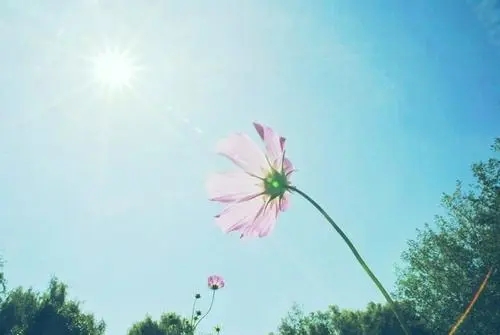 向着太阳的唯美句子文案