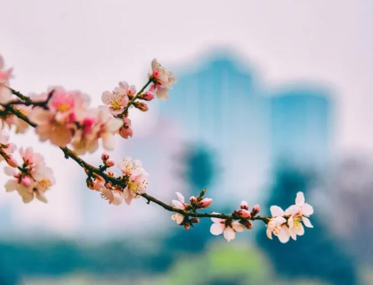 描写花的句子文案摘抄