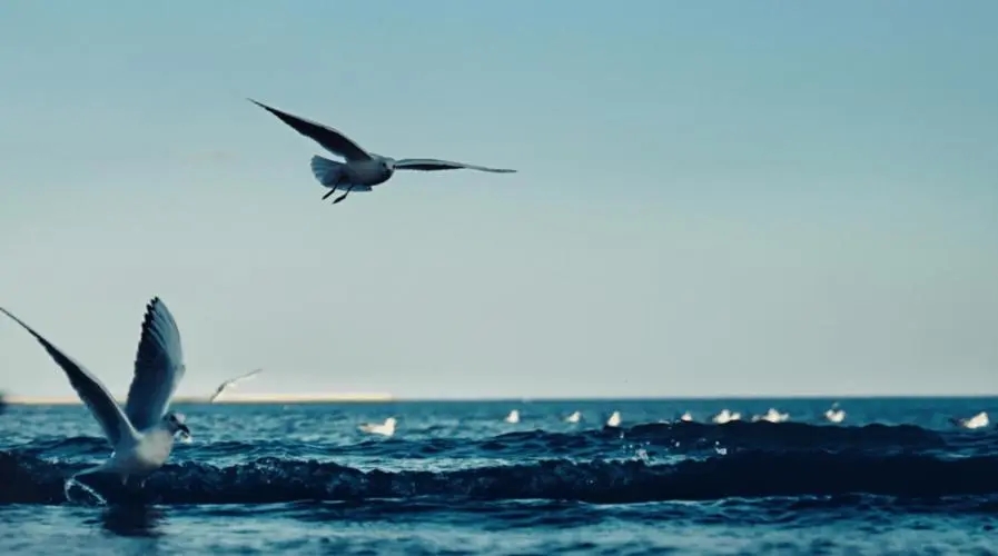 海鸥浪漫语句文案