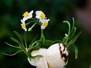 水仙花的样子描写