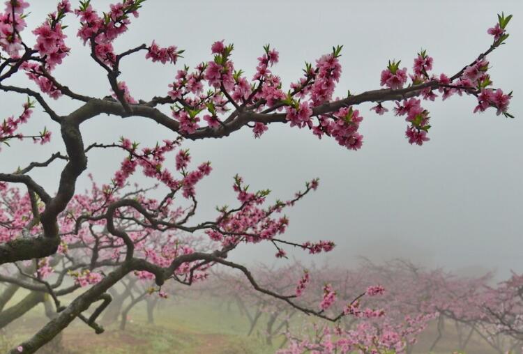 表达对春天的不舍眷恋的诗句文案