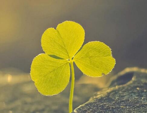 朋友圈早安心语带图片