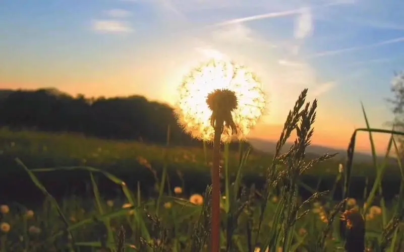 清新脱俗的句子文案
