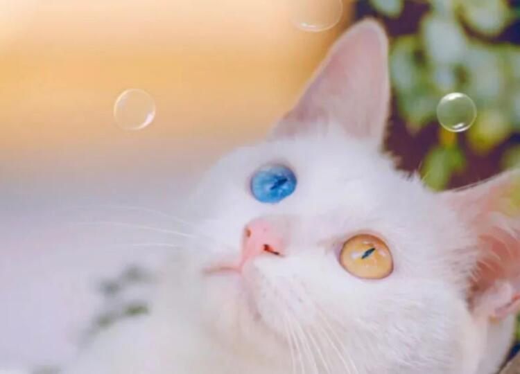 猫狗温柔句子文案