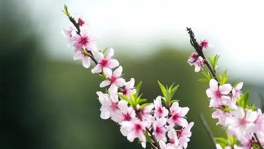 关于桃花的唯美句子文案