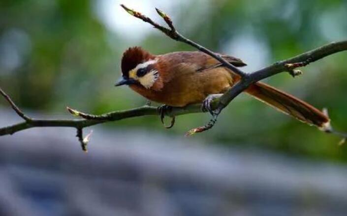 初春押韵诗句文案