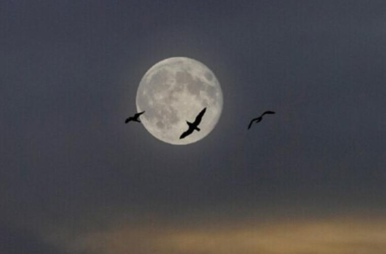 比较有隐喻的讽刺的话