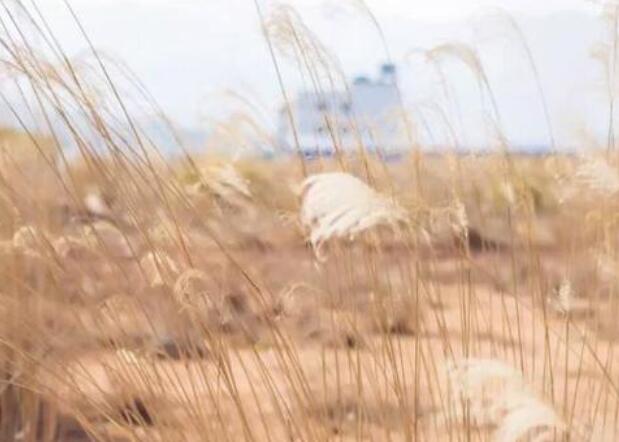 关于孤独的唯美句子文案