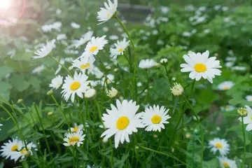 生活平淡安稳的诗句文案